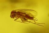Four Fossil Flies (Diptera) In Baltic Amber #200151-2